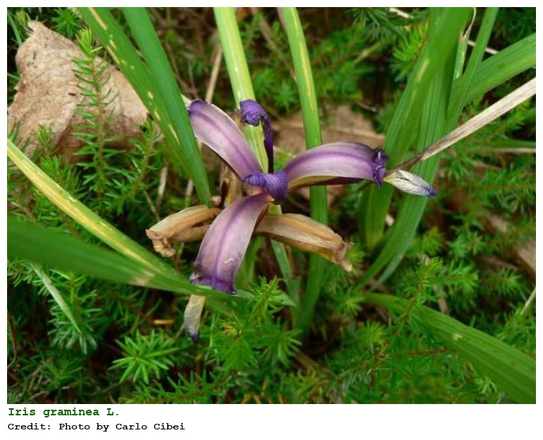 Iris graminea L.